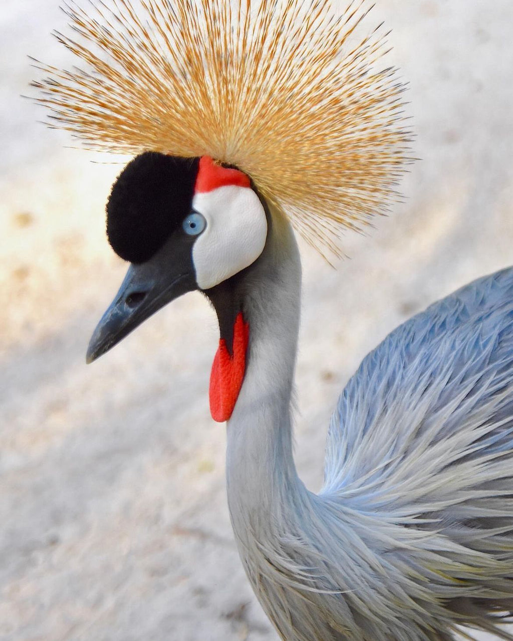 AVIARIO NACIONAL + PLAYA BLANCA