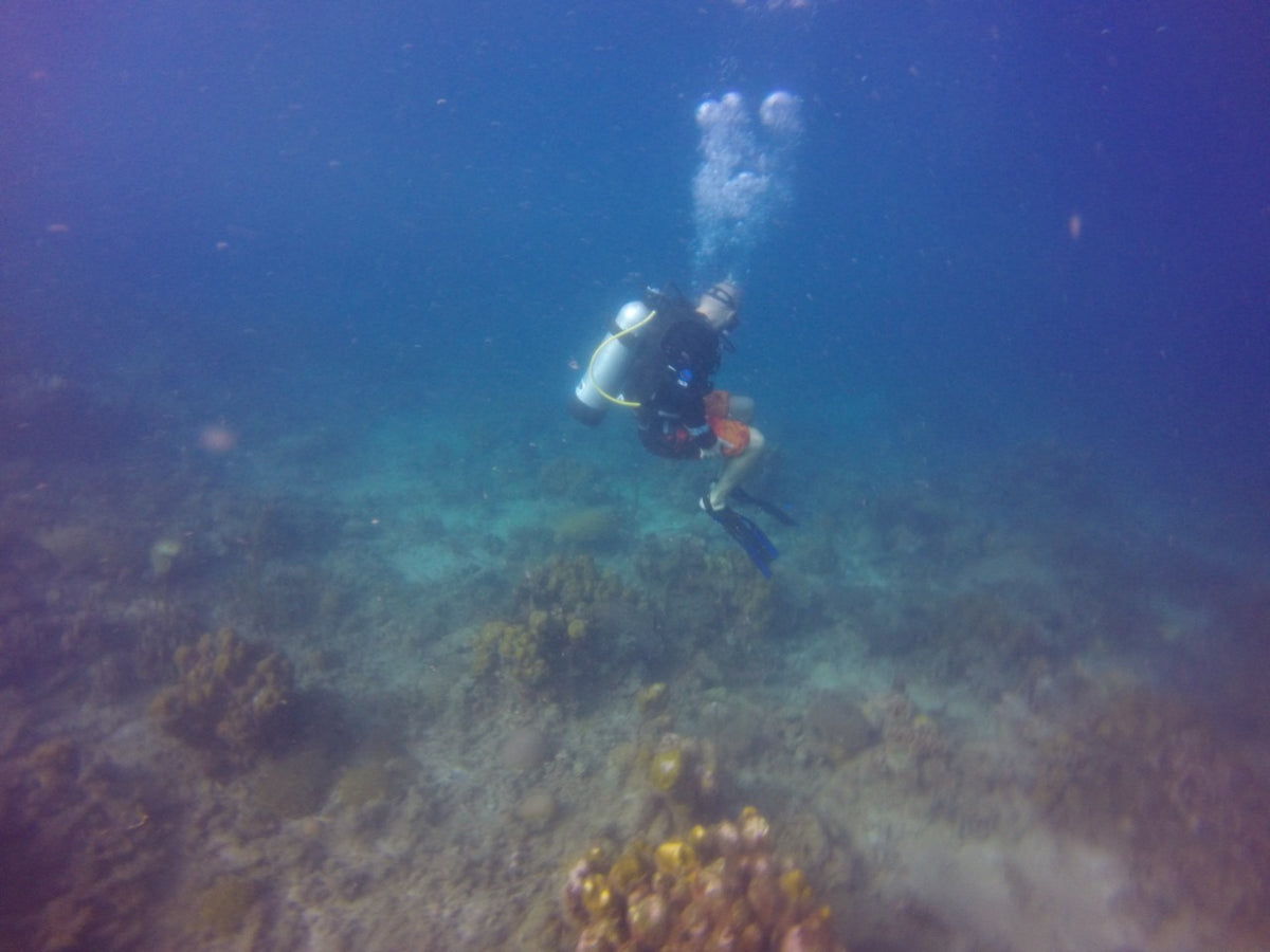 BUCEO - Península de Baru
